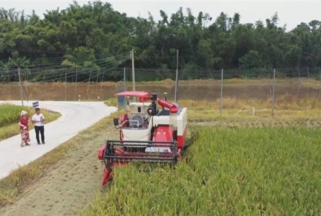 廣東省首臺(tái)無人駕駛水稻收獲機(jī)正式下田，收割一畝水稻，僅九分鐘。